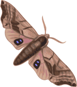 moth.png: 