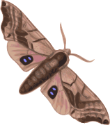 moth.png: 